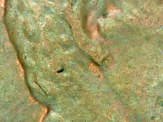 1984-P-Penny.-Earlobe.chipped?