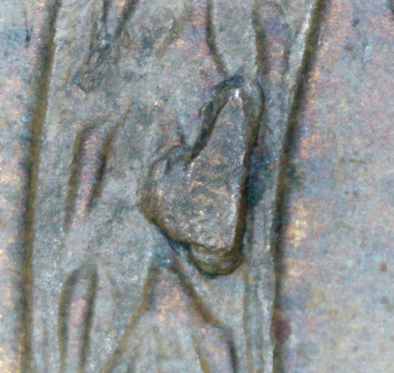 1955-Lincoln-Cent-Reverse-Error's?