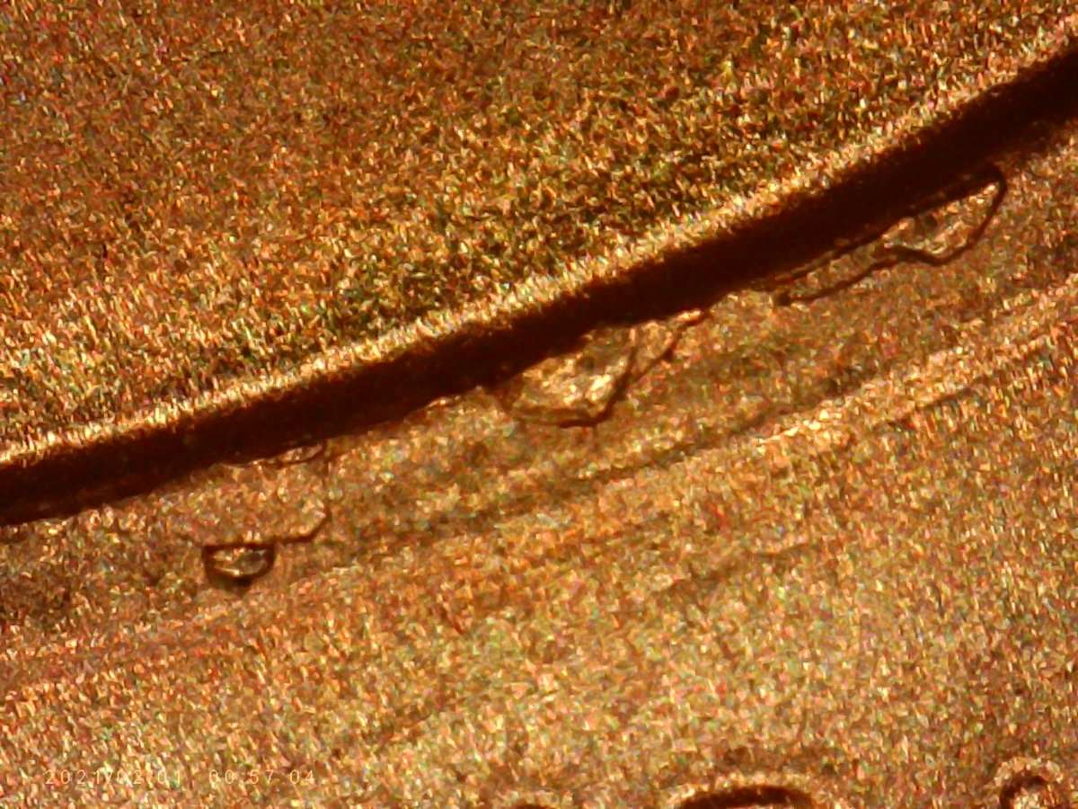 2///-2021-LSC.-Earlobe-And-Die-Chips.are-They-Norm,?
