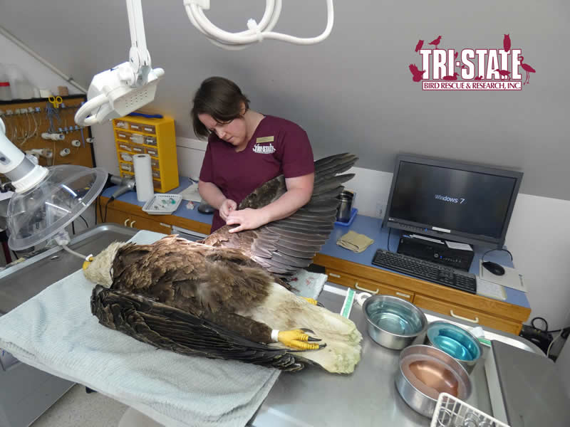 Eagle-Cam-In-Decorah-Iowa