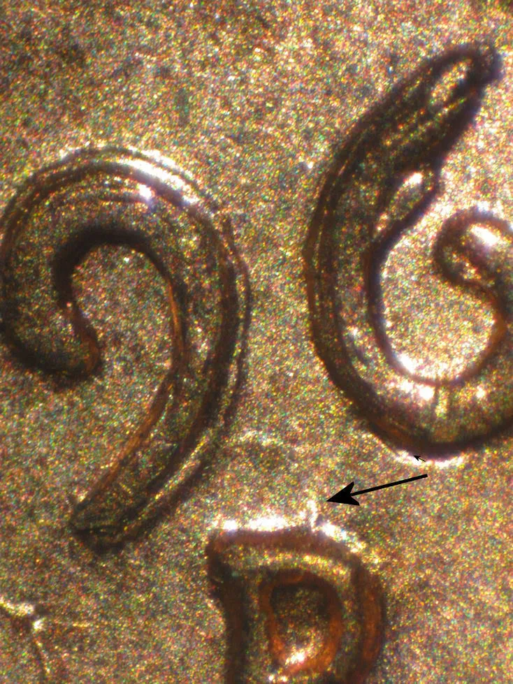 1960-LMC-Large-Date-Over-Small-Date?