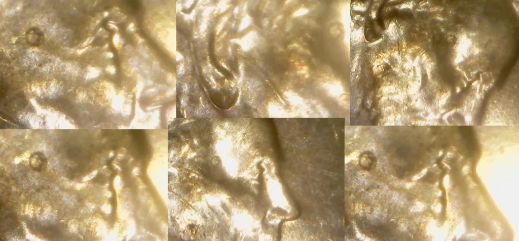 2013-Lincoln-With-Mole