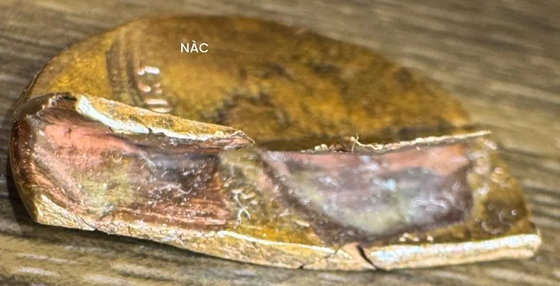 Very-Strange-Lincoln-Memorial-Cent