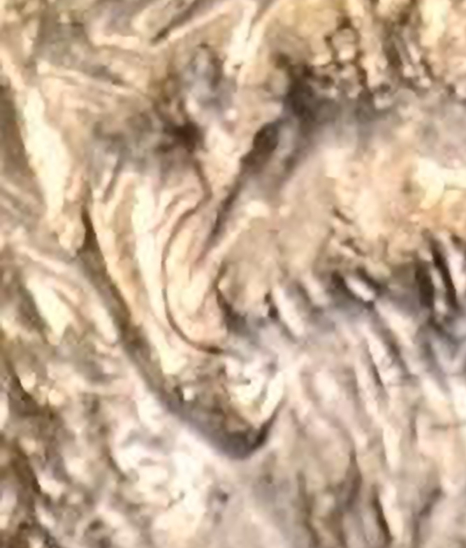 2004-D-Penny-Question-And-Ear