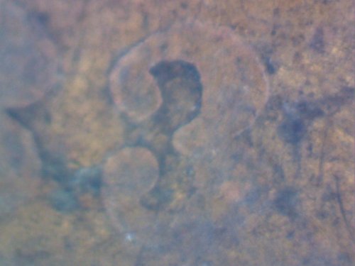 1883-Indian-Head-Struck-Through-Grease-And?