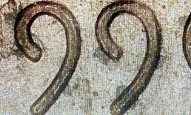 1996-Cent-Possible-DDO?