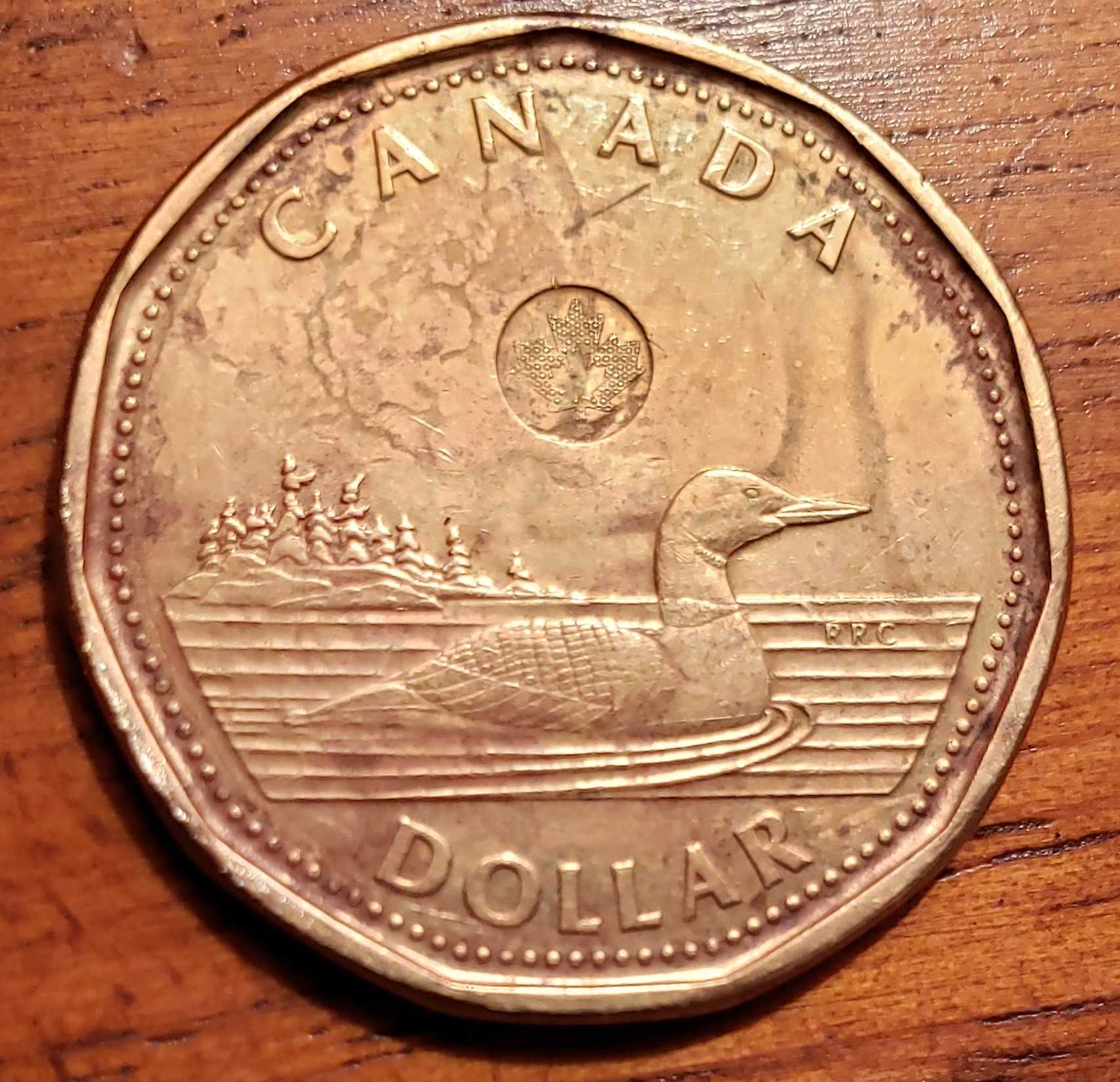 Pic-Of-Loonie-For-My-Previous-Post-For-Help
