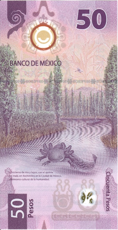 A-Lot-Of-Axolotls:-The-Amphibian-Themed-Banknote-Mexicans-Don't-Want-To-Spend
