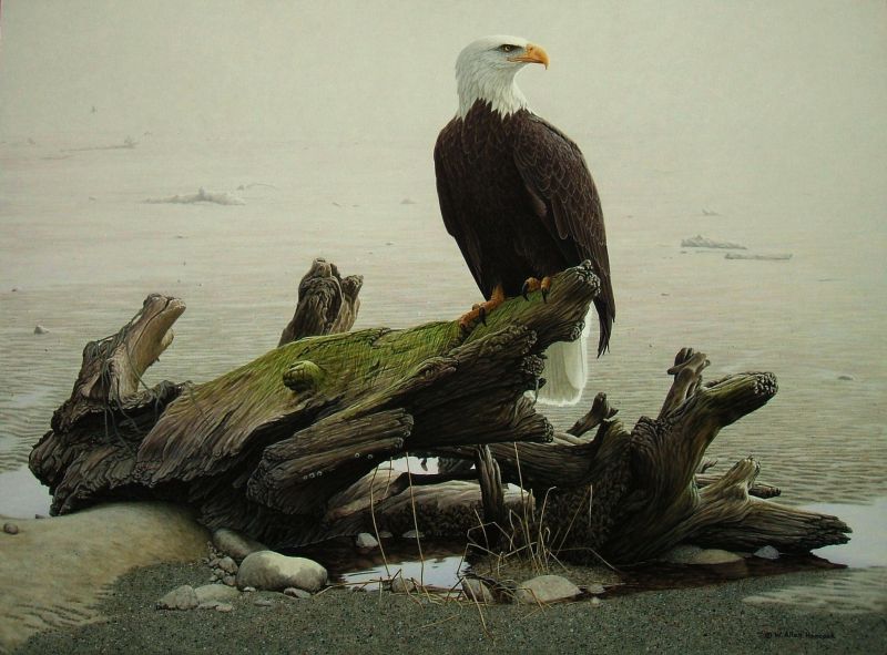 Commems-Collection-Canadian:-2019-Valiant-One-Bald-Eagle-Silver-$20-Coin