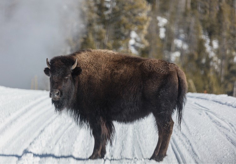 Commems-Collection-Modern:-1999-Yellowstone-National-Park