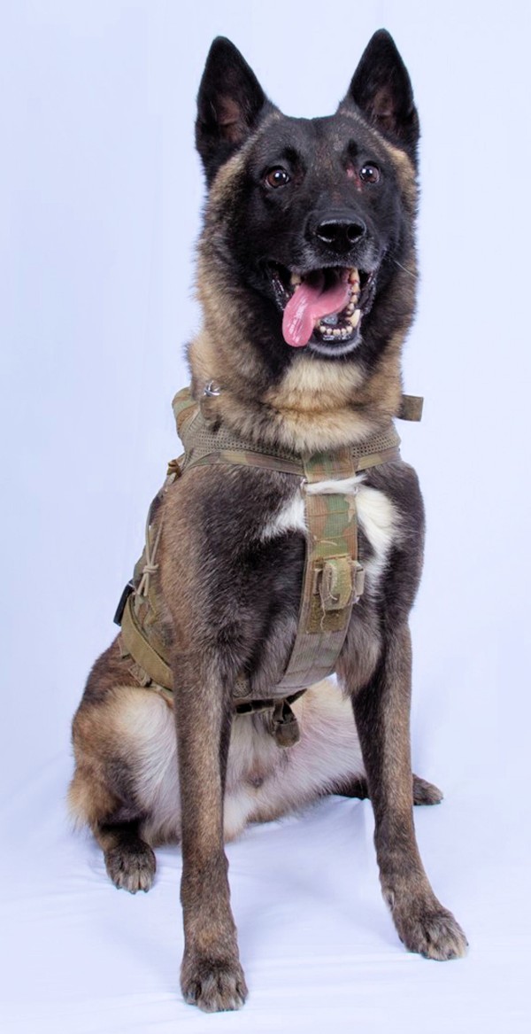 Commems-Collection-Modern:-What-If?-2022-Conan---Military-Working-Dog