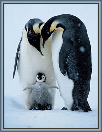 Just-For-Fun...2002-D-Penguin-Penny
