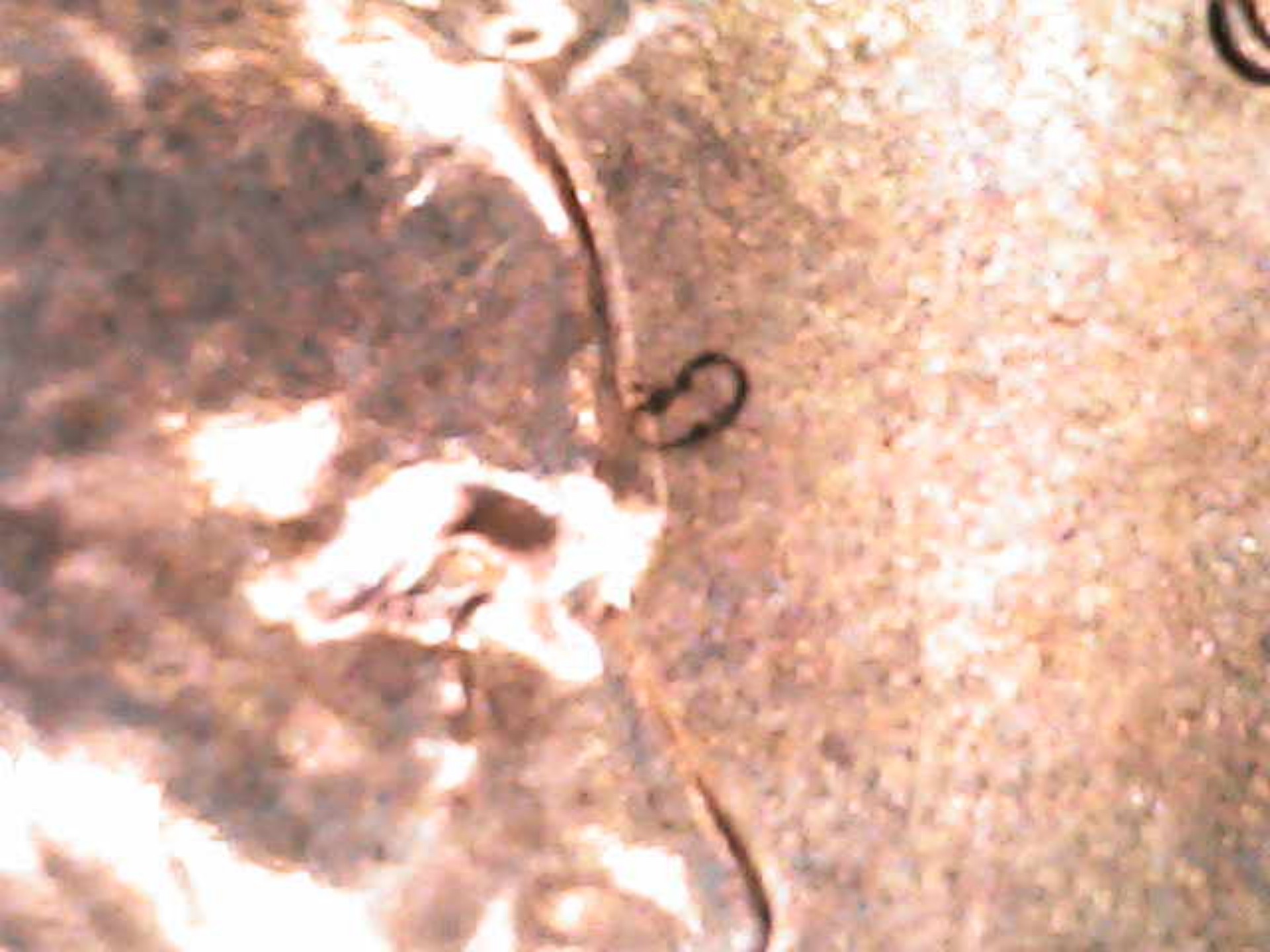2022-Lincoln-Cent-Die-Chip-Monster-!-Help-Me-Confirm-?