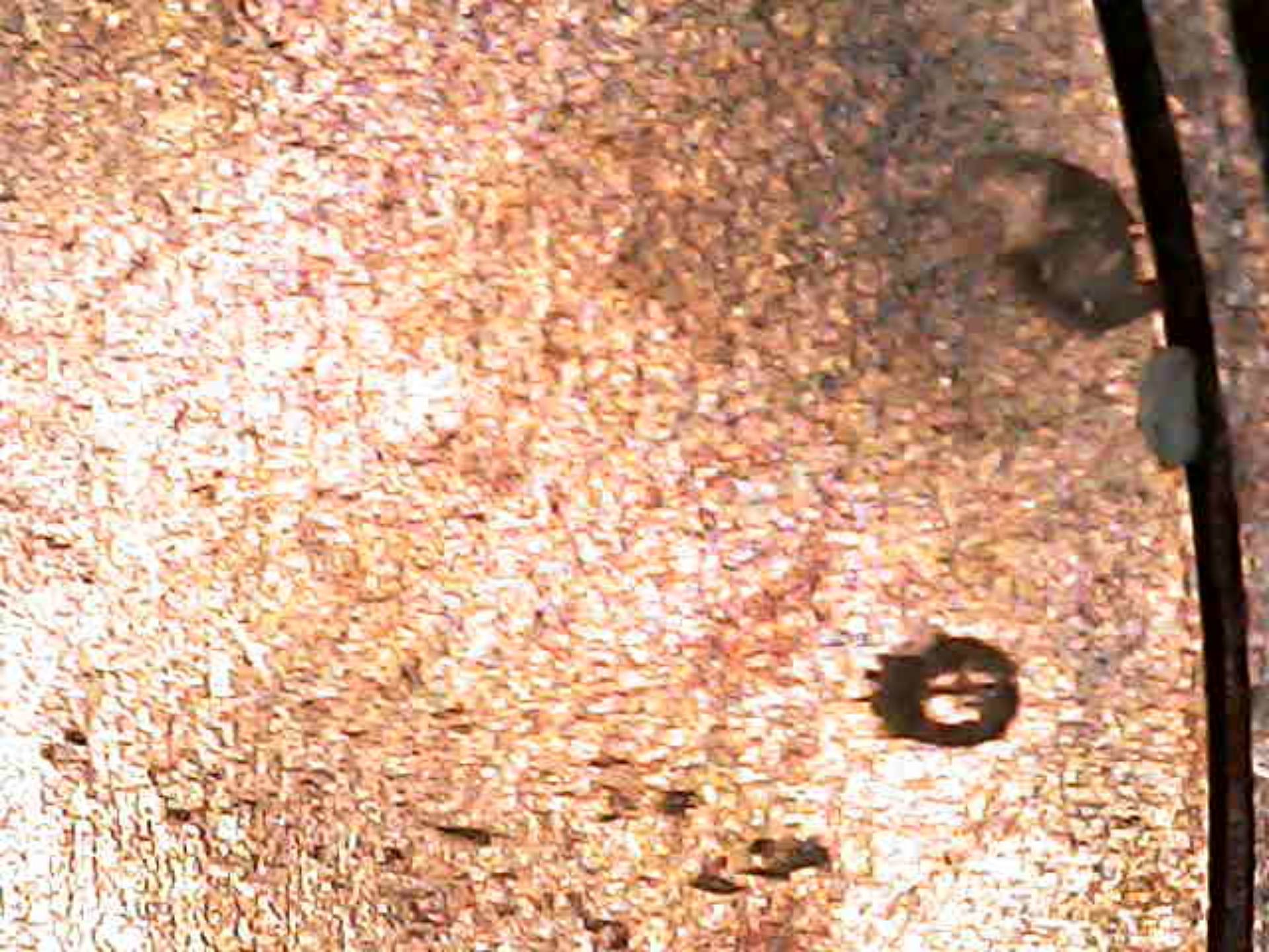 2022-Lincoln-Cent-Die-Chip-Monster-!-Help-Me-Confirm-?