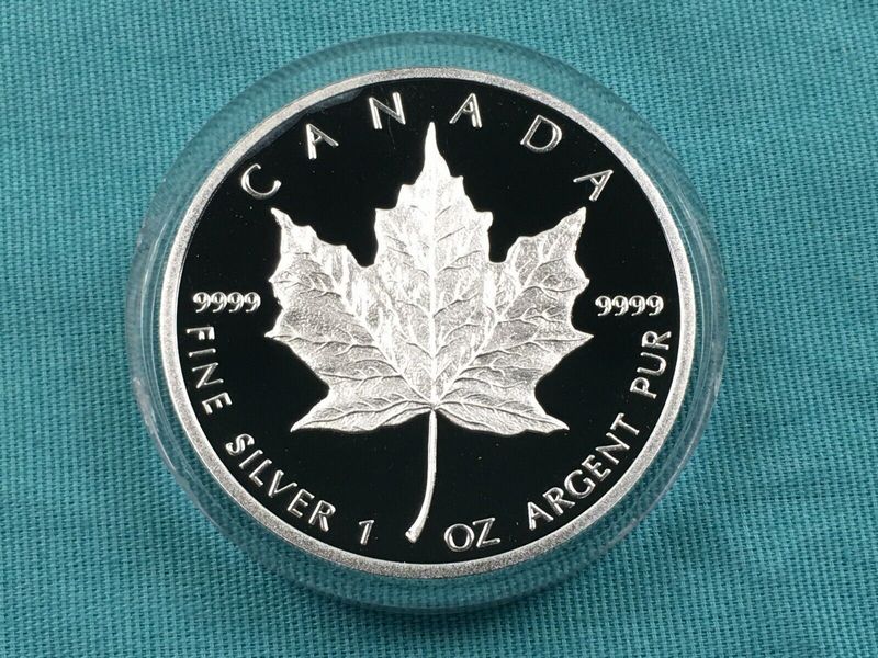 Silver-Maple-With-Both-Sides-Showing-The-Reverse