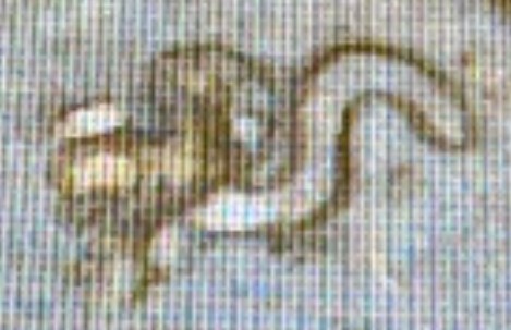 1969-D-Penny-Strange-S-Top-Of-Another-S-Wondering-If-Anyone-Knows-Of-Such-An-Error-Is-Out-There-.