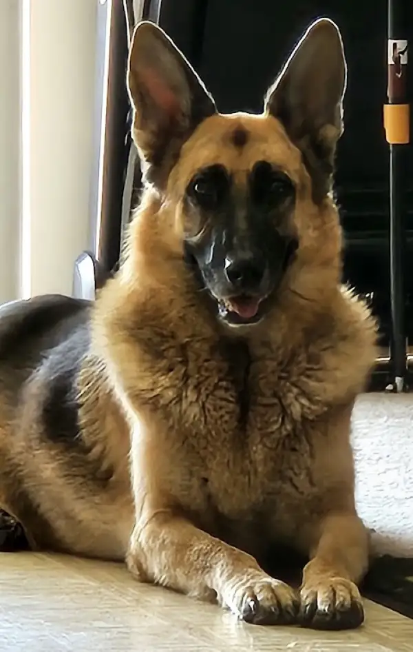 My-German-Shepherd-Dog-Need-Your-Prayers---Lets-Get-Her-Better