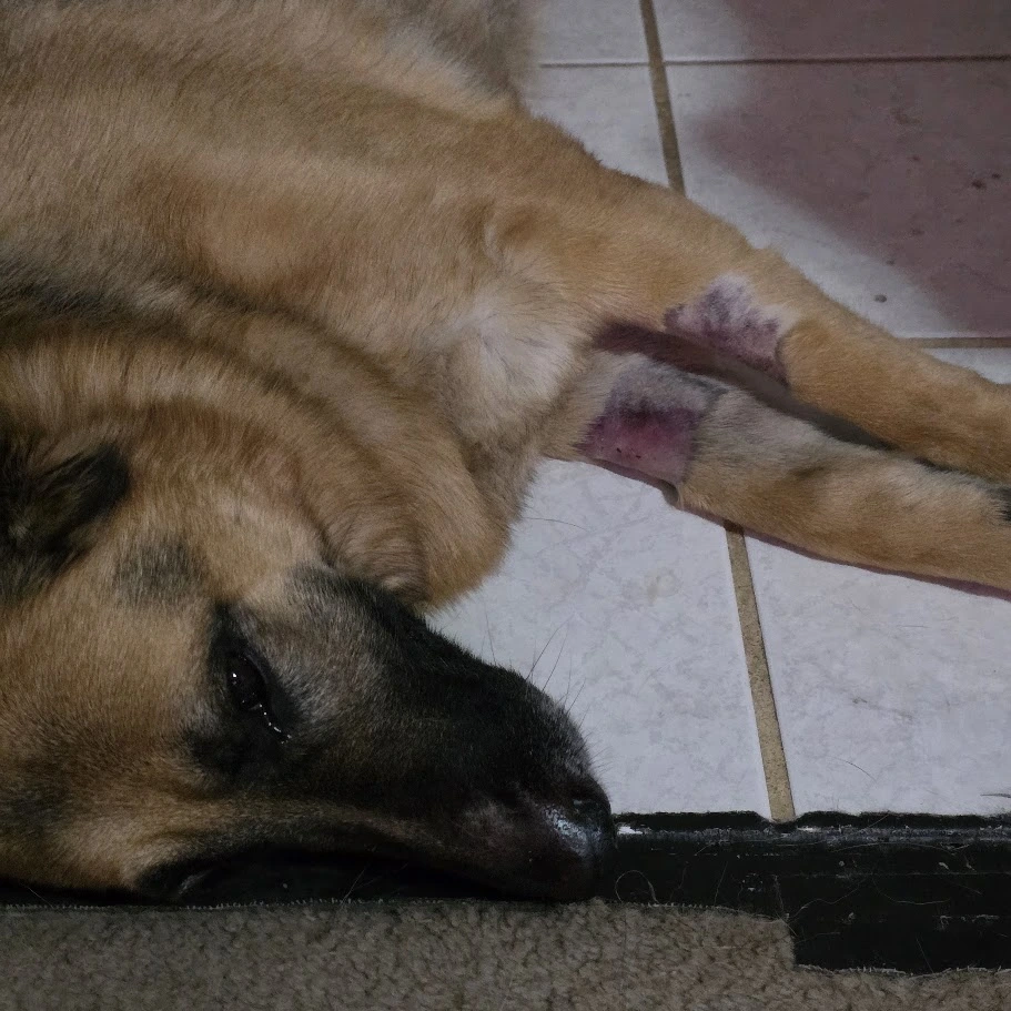 My-German-Shepherd-Dog-Need-Your-Prayers---Lets-Get-Her-Better