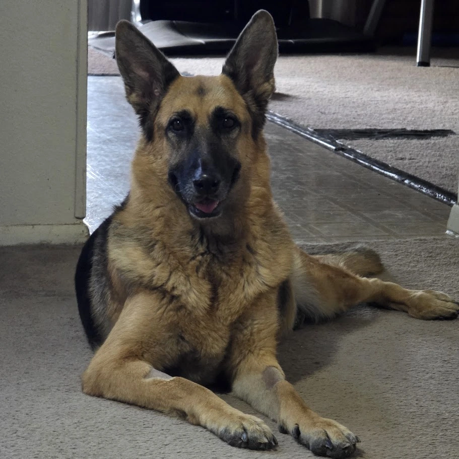 My-German-Shepherd-Dog-Need-Your-Prayers---Lets-Get-Her-Better