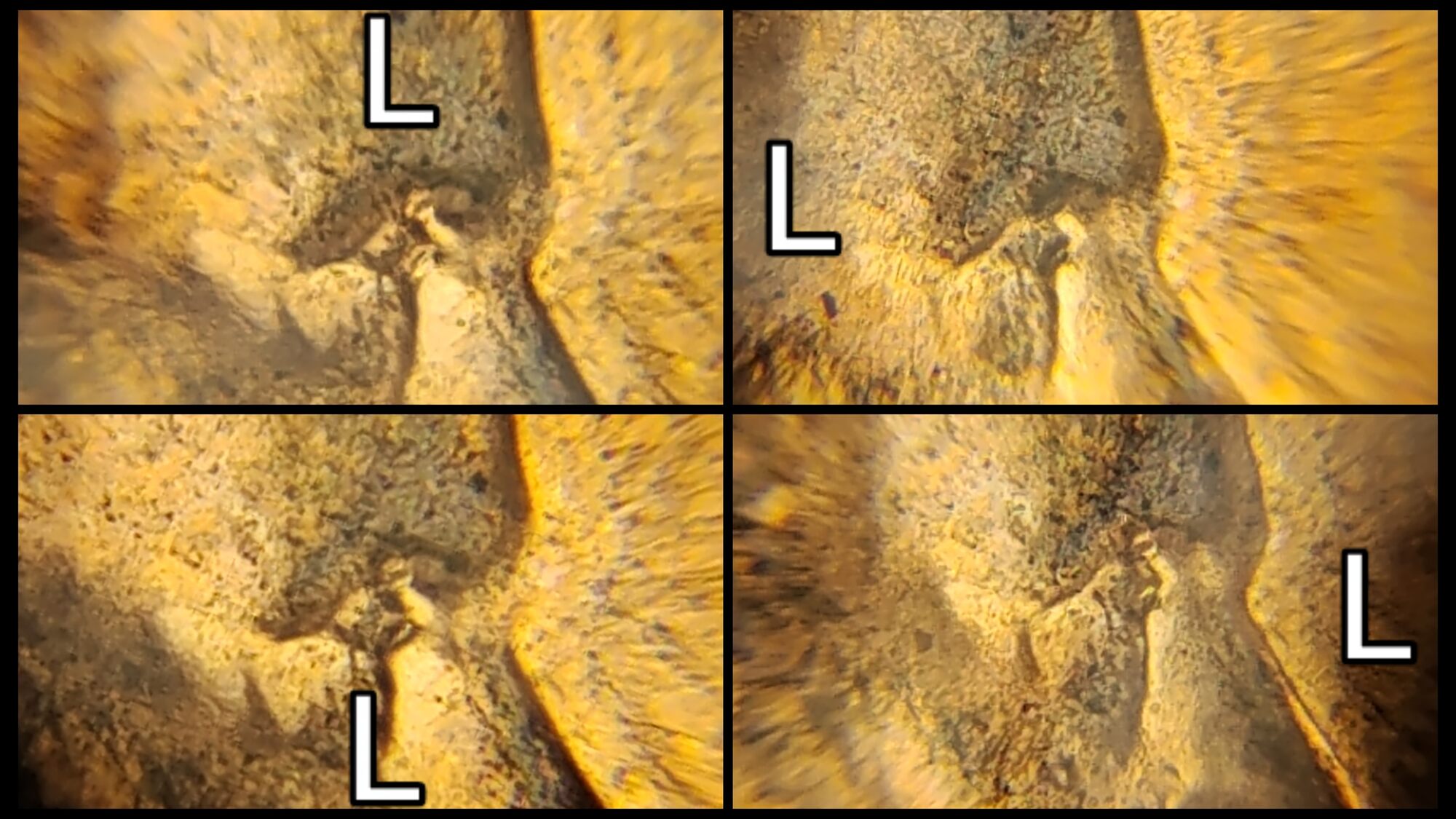 2023-D-Lincoln-Cent-Eye-Question.