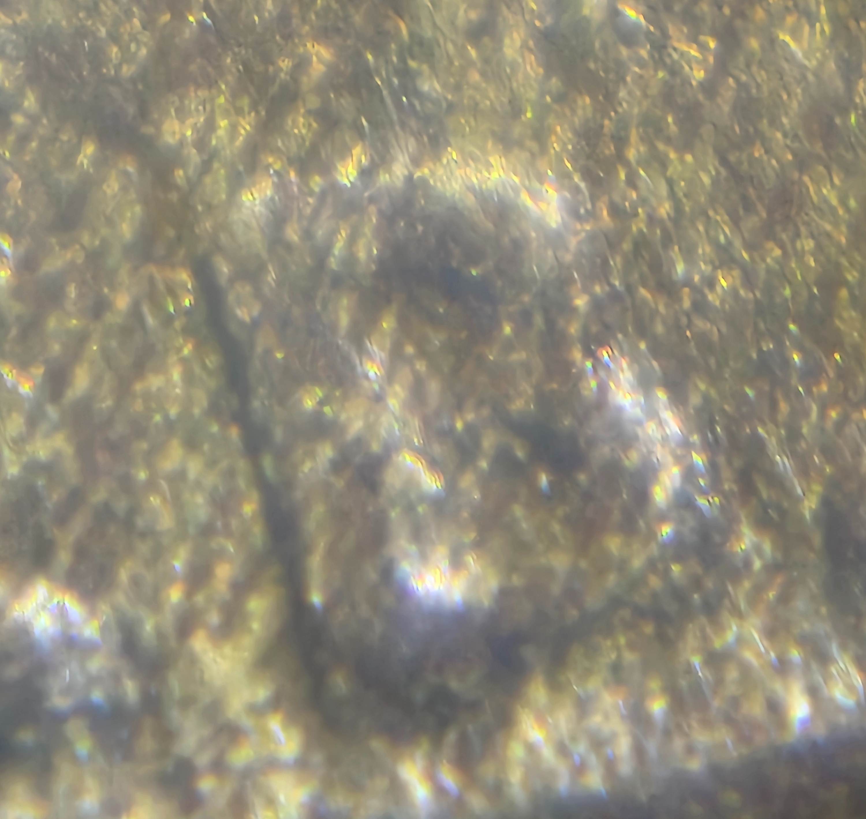 1909-S-VDB-Lincoln-Cent-For-Grading