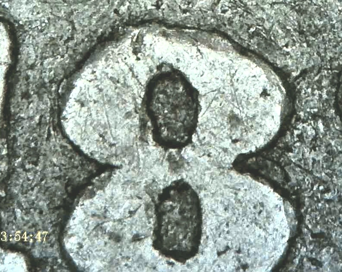 1880-CC-Morgan-With-#2-Reverse.