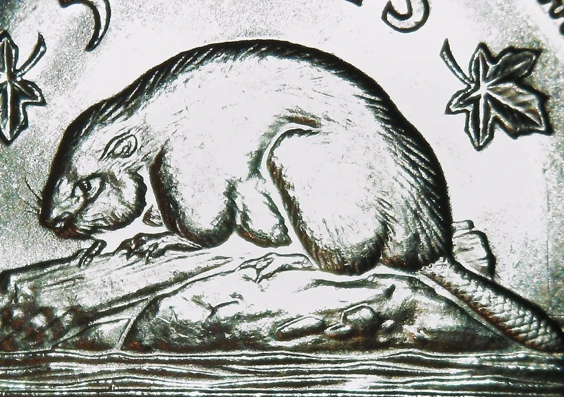 1964-Bare-Beaver--Or-Is-It-Bald