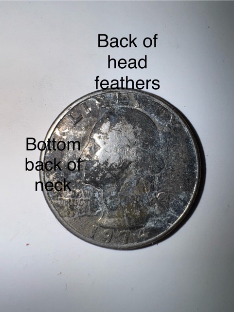 1974-Quarter/-Mercury-Dime