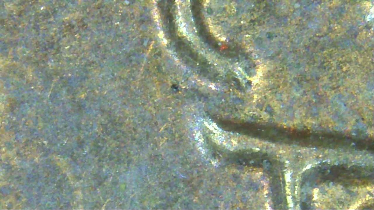 1982-D-LMC-Small-Date-W/-Alot-Going-On-Obverse-And-Reverse.