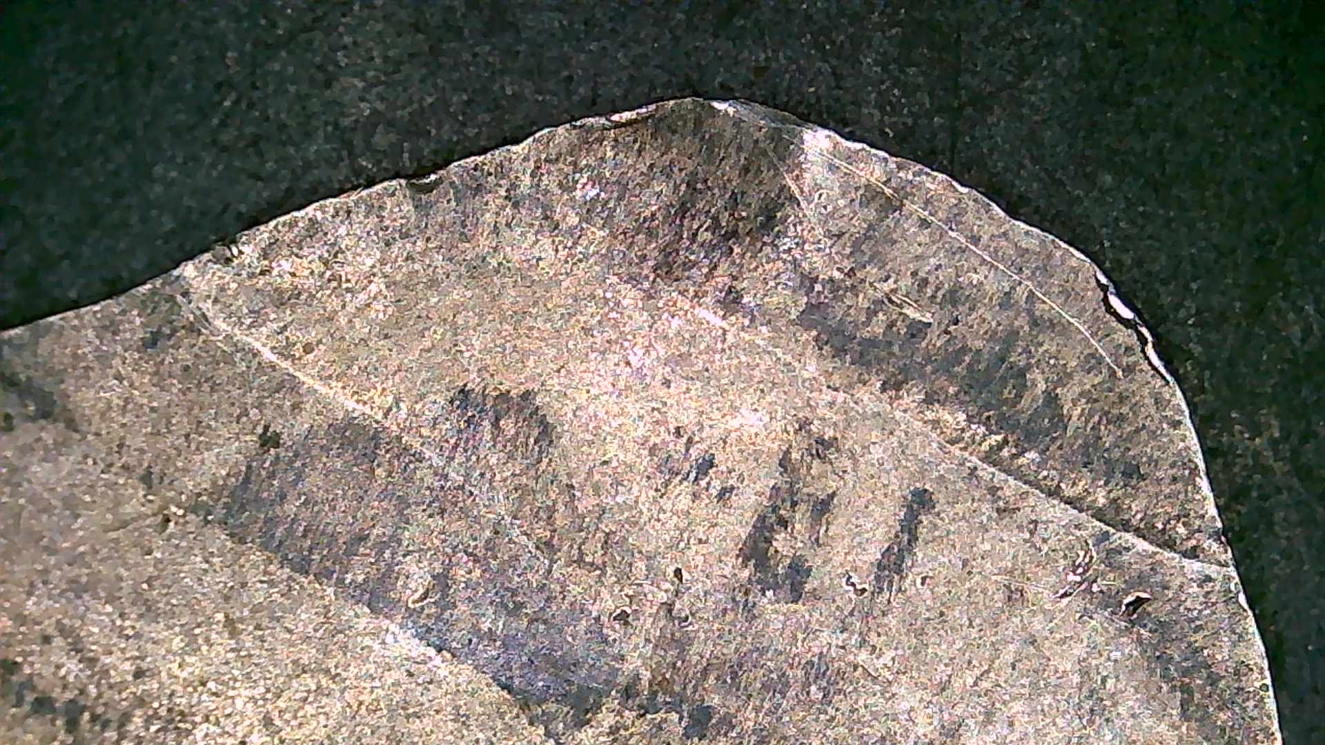 10-Cent-Major-Error-Coin-1983