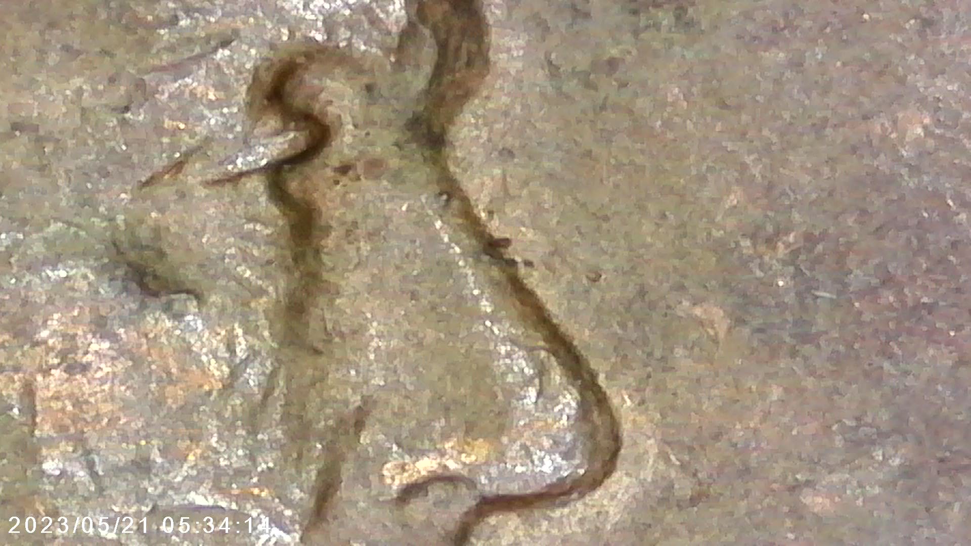1944-D-Lincoln-Wheat-Cent-DDO-001