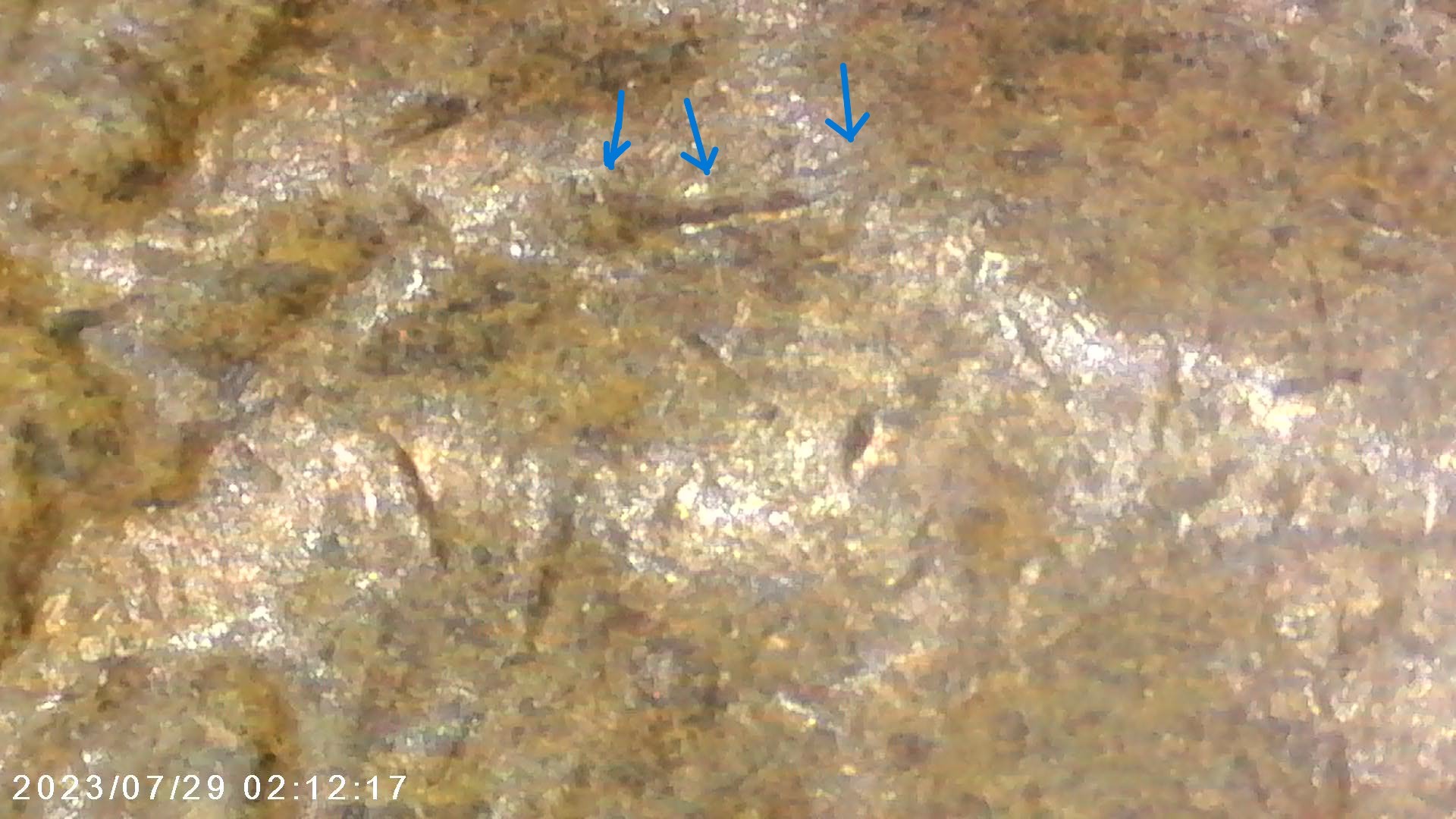 1960-D-LMC-1mm-168-MDS-/-RPM-061?
