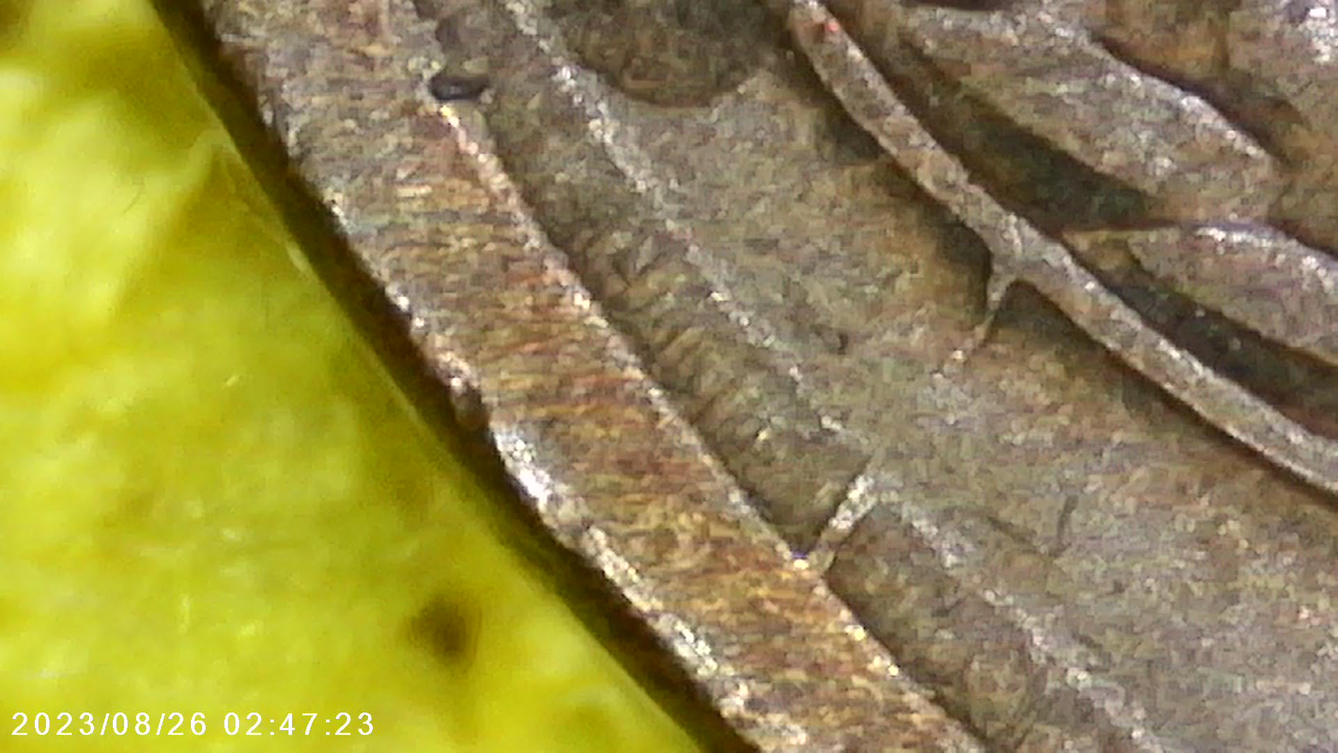 1910-S-LWC-1910-S-1MM-003-RPM