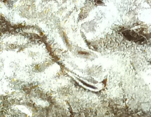 2021-D-Penny.--Looks-Like-DDO-.