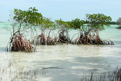 Post-Your-Coins-And-Medals-With-Trees