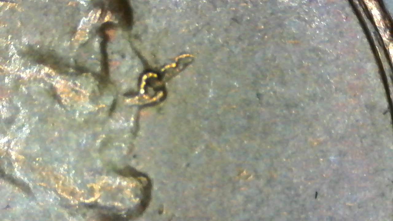 1981-Penny-Nose-Item