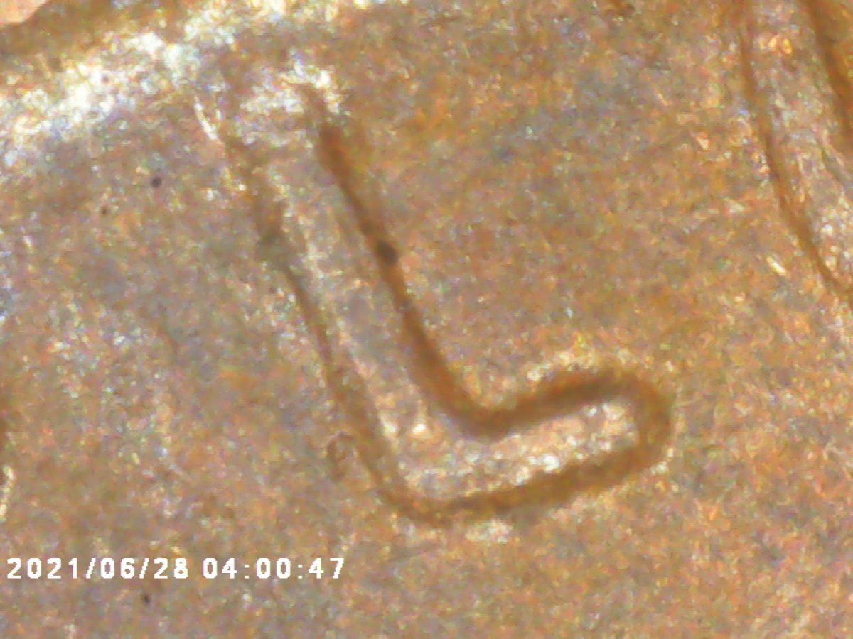 1955-Double-Die-Obverse-Wheat-Penny