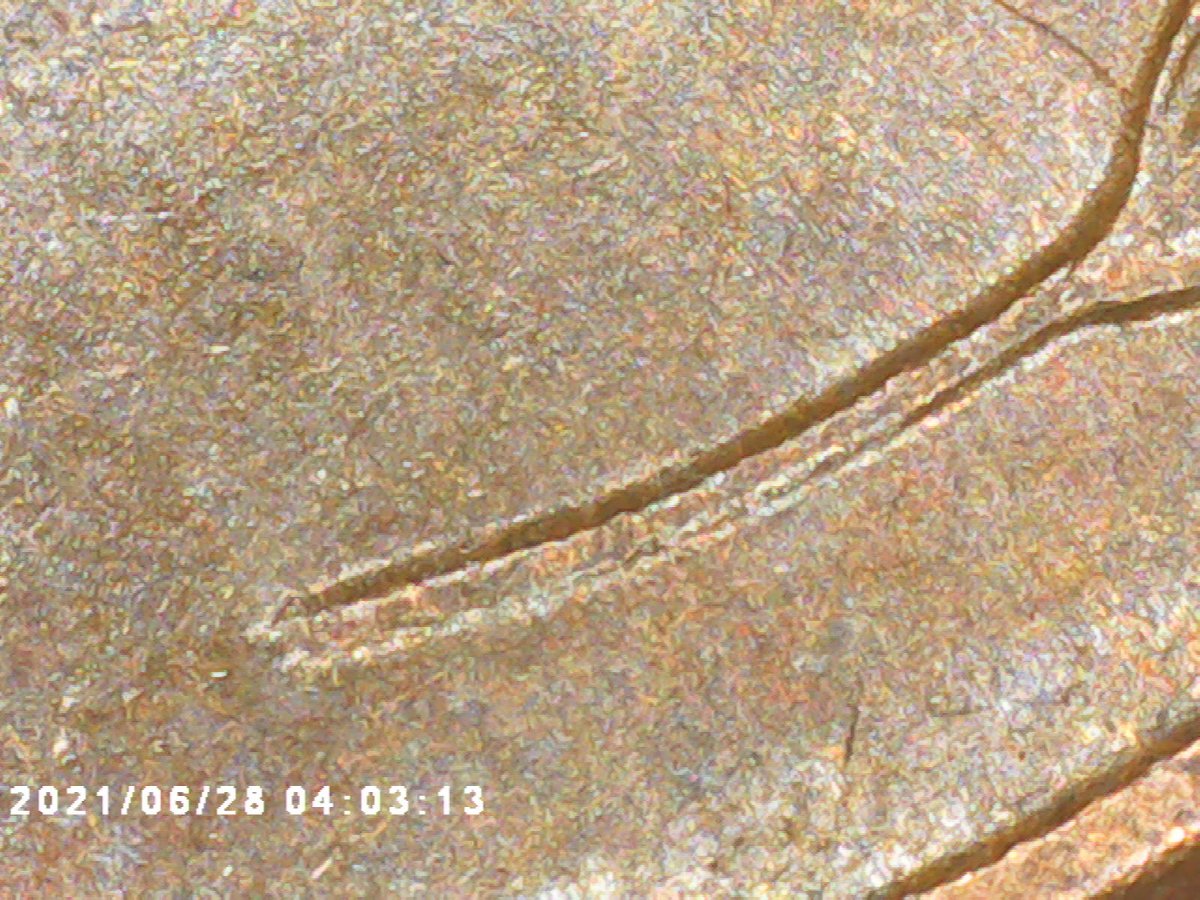 1955-Double-Die-Obverse-Wheat-Penny