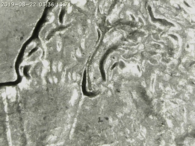 Opinions-On-This-Lincoln-Cent-Please!-Does-His-Ear-Look-Doubled?