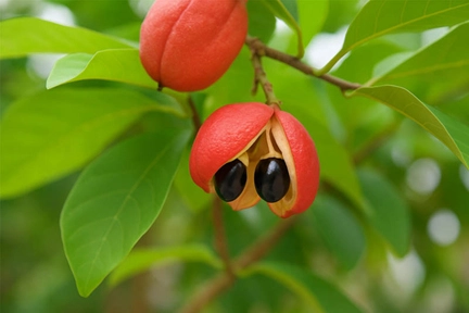 Show-Your-Coins-With-Fruit.