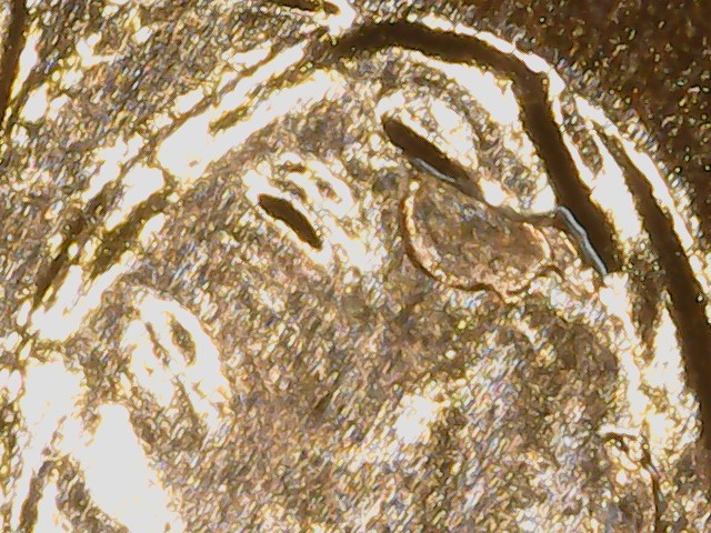 Lincoln-Cent-2009-Fy-WDDR-025-/-FS-01-2009-805