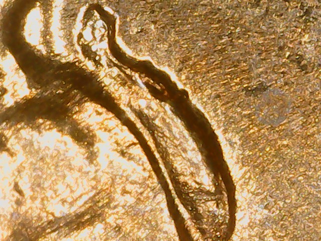1956-Lincoln-Cent---Retained-Cud?