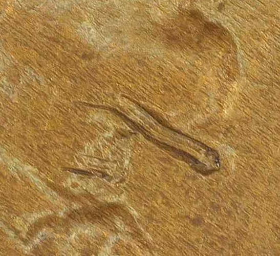 1911-S-Lincoln-Wheat-Cent-Album-#2