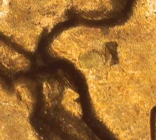 1956-Lincoln-Wheat-Cent-Peel-And-Floating