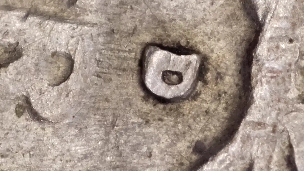 1961-D-25-Cent-Silver-Mint-Mark-RPM?