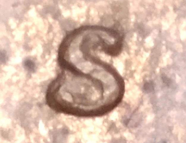 1974-S-Penny-DDO-Or-DDR?