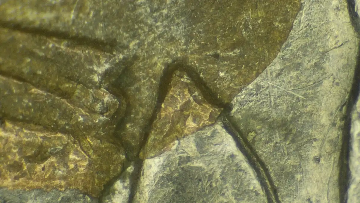 1994-D-Quarter-Copper-Showing-Below-Wing?