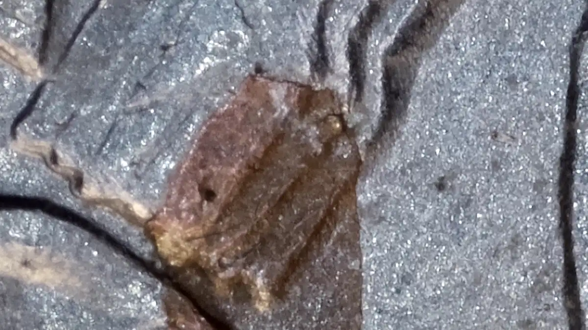 1994-D-Quarter-Copper-Showing-Below-Wing?