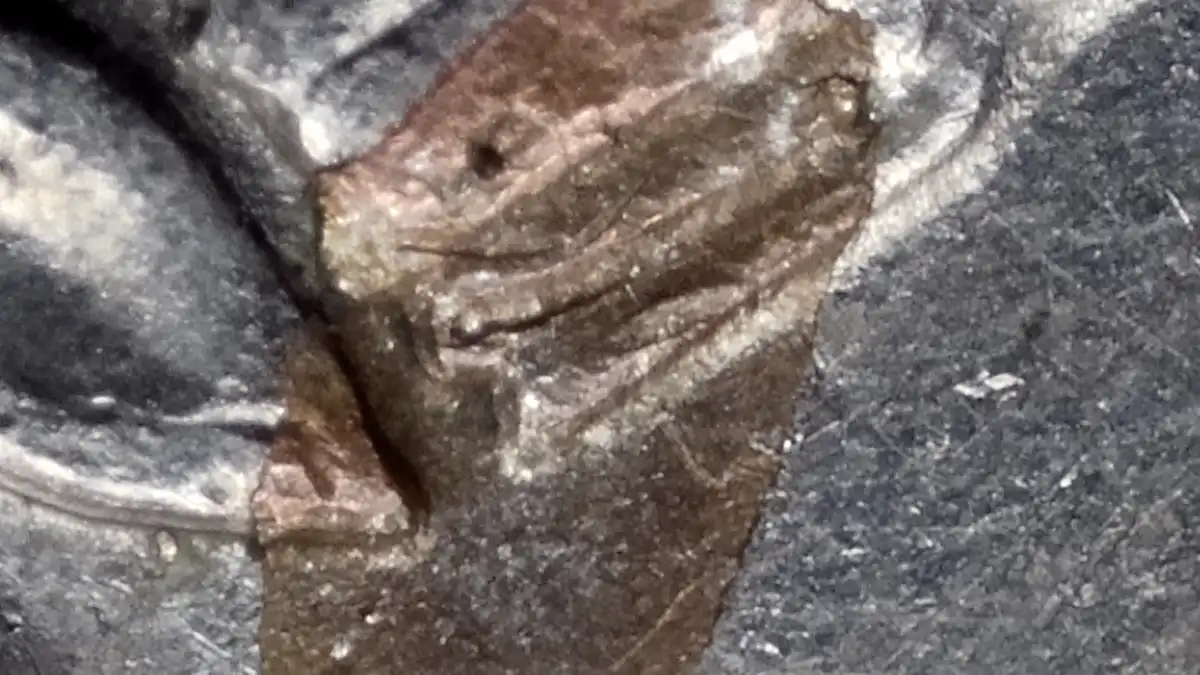 1994-D-Quarter-Copper-Showing-Below-Wing?