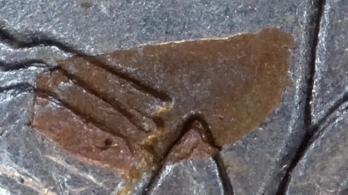 1994-D-Quarter-Copper-Showing-Below-Wing?